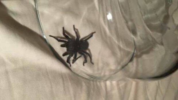 A Bundanoon woman woke up to this funnel web spider crawling on her and biting her - in her bed. Photo: Supplied
