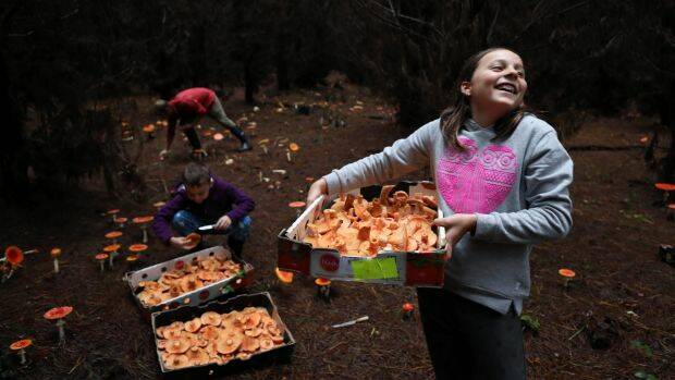 Darcy Hollingworth gathers some edible saffron milk cap mushrooms in the Blue Mountains. Photo: Grant Turner
