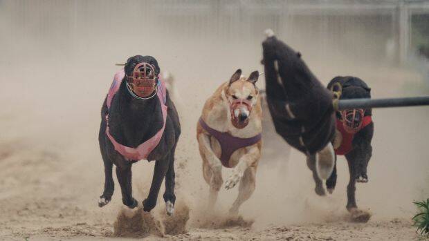 Australian breeders and trainers have sold unwanted greyhounds to a Chinese wild animal "theme park". Photo: Yuyang Liu
