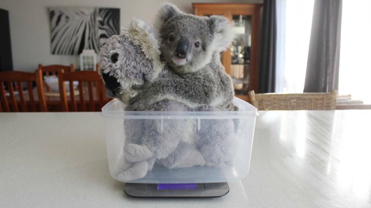 Baby koala Imogen with her comfort toy.