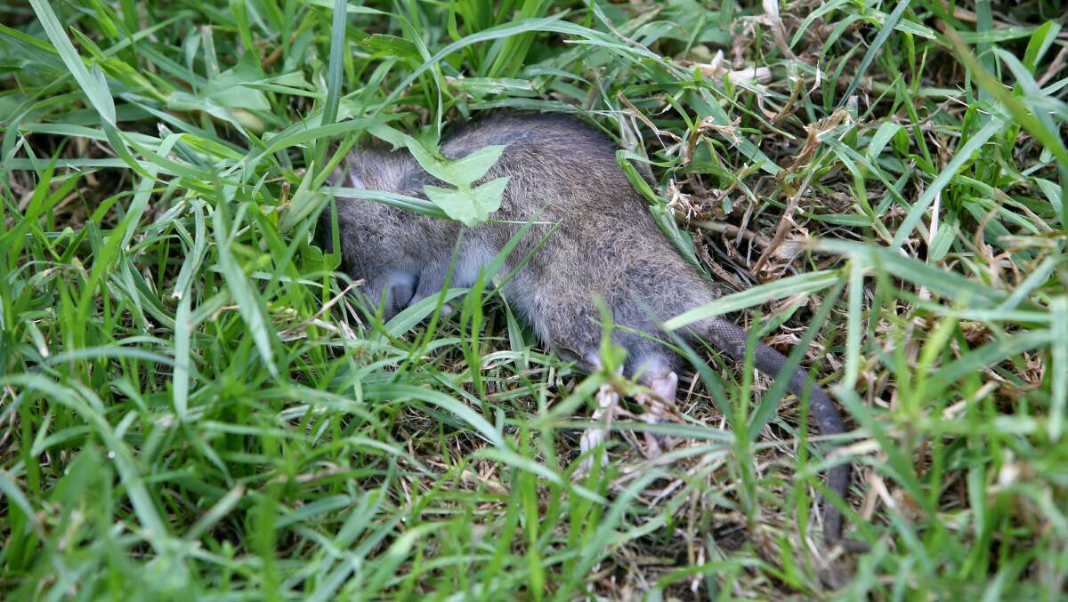 A file image of a dead rat in the grass.