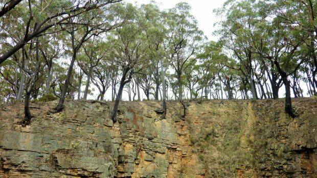 Trees cling precariously to the vertical walls around the top of the Big Hole. Photo: Tim the Yowie Man
