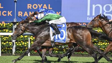 Manaal is tipped to win Race 7, the MOËT & CHANDON CHAMPAGNE STAKES over 1600m. Picture Bradley Photos