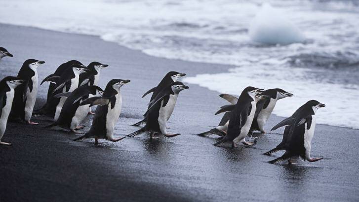 Chinstrap penguins head for the sea. 
 Photo: iStock