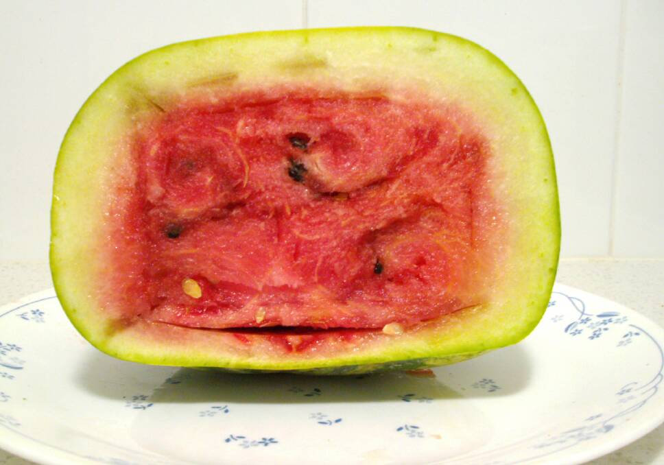 The 'rectangumelon' - an Aussie first created by Wollongong's Dr Stephen Bewlay. Picture: SUPPLIED