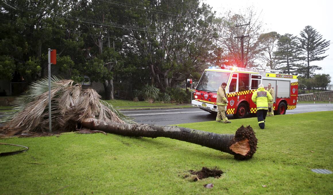 Wild winds uprooted a tree in Belmore Basin on Tuesday Picture: GREG TOTMAN 