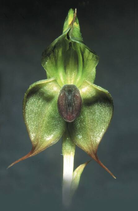 The Illawarra greenhood orchid.