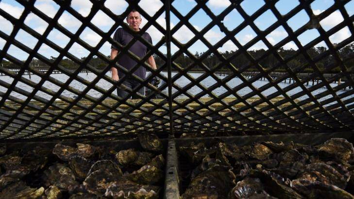 Oyster farmer Mark Salm from XL says the early post-storm outlook is good. Photo: Nick Moir