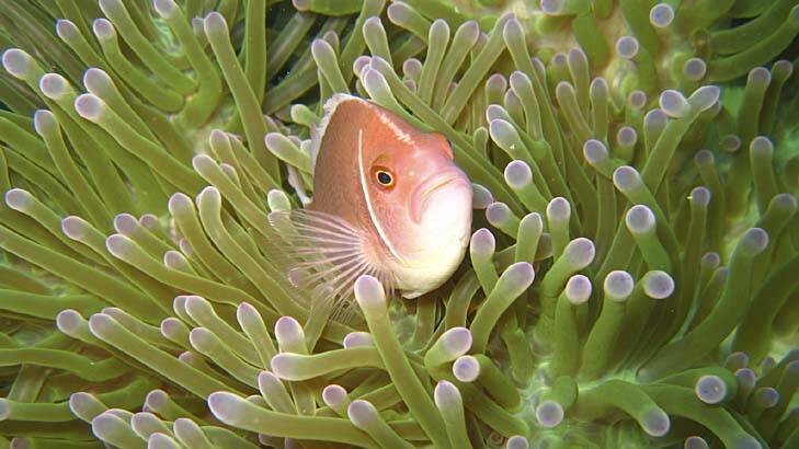 Snorkelling: A pink anemone fish off Koh Tao. Photo: iStock
