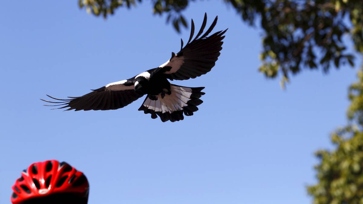 Cyclists and walkers need to be on alert for dive-bombing magpies protecting their nests.