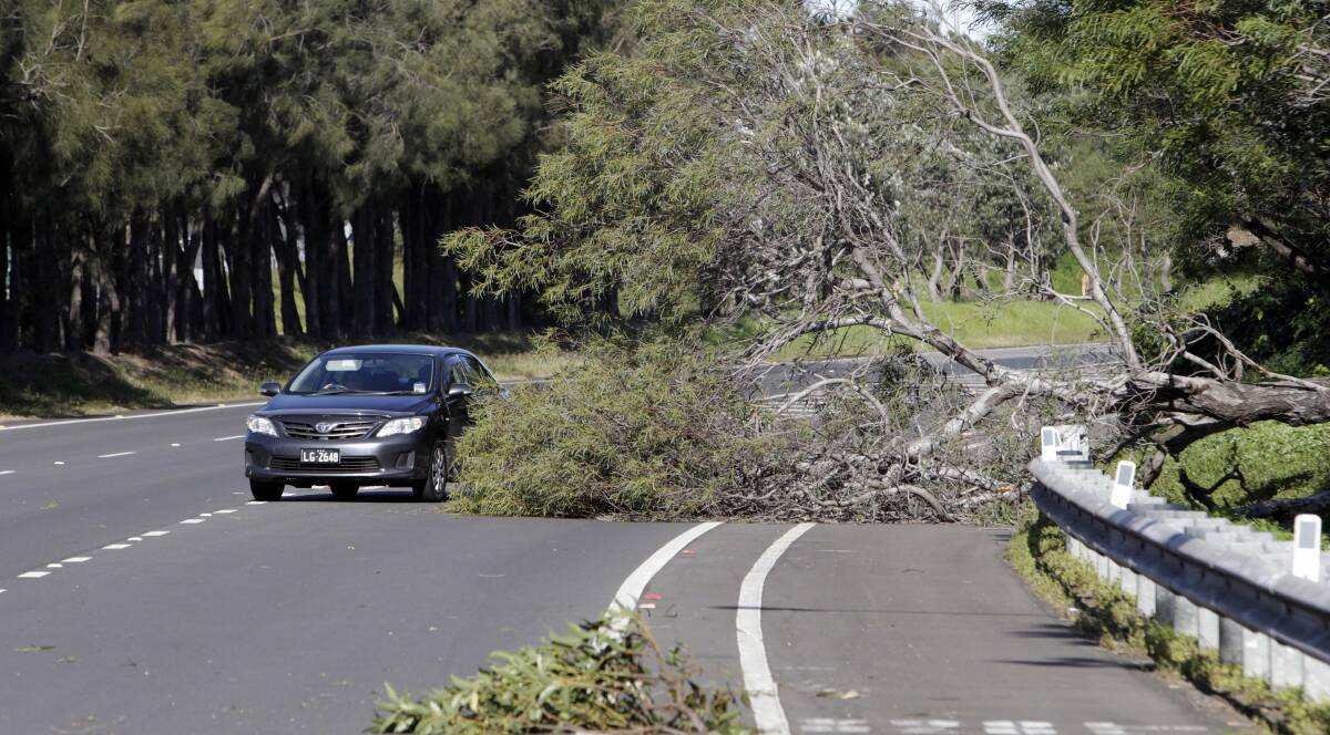 Hazard: A tree lies across the exit lane on the Northern Distributor at Fairy Meadow. Picture: ANDY ZAKELI