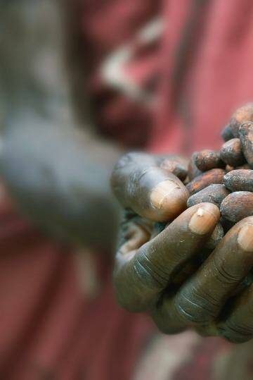 Fears the price of cocoa beans will soar as the deadly Ebola virus crosses into the Ivory Coast and Ghana. Photo: Kennet Havgaard 