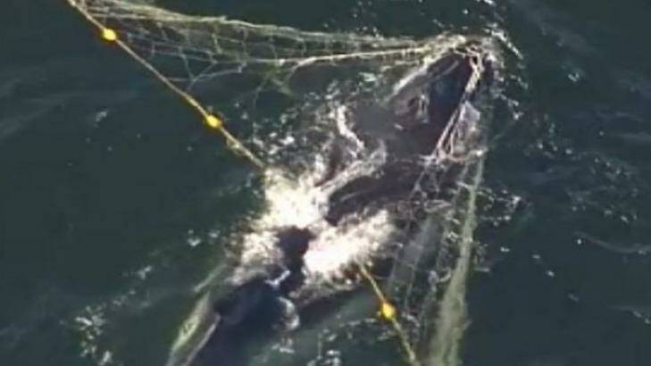 A whale became trapped in shark nets off the Gold Coast last week. Photo: Ben Bissett