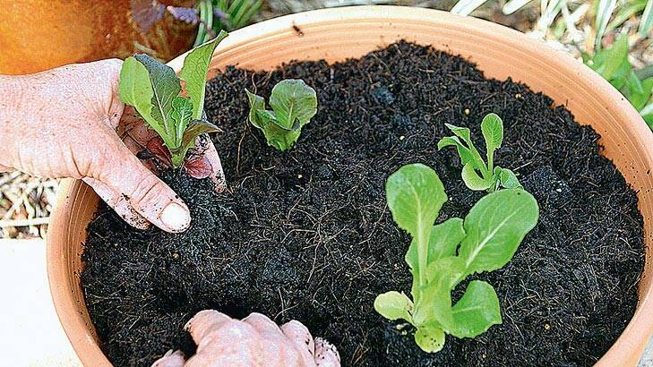 Create small vegetable gardens in pots, tubs and self-watering planters. Photo: FILE.