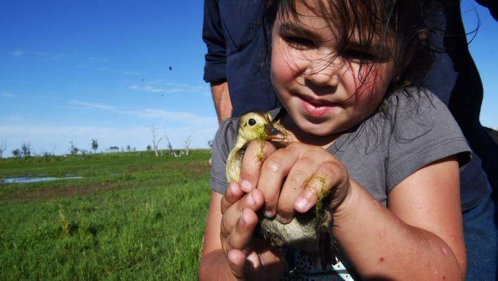 Kataylah Rose Cooper holds a duckling found in the wetlands on the property her father manages in the Macquarie Marshe. Photo: Nick Moir