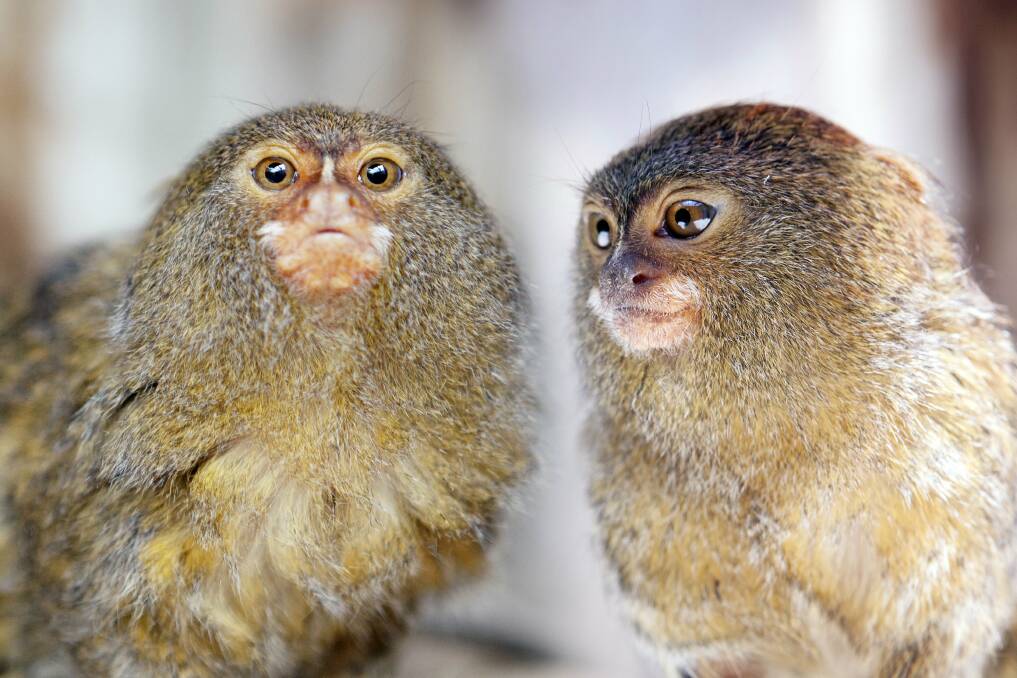 Love is in the air for adorable marmosets