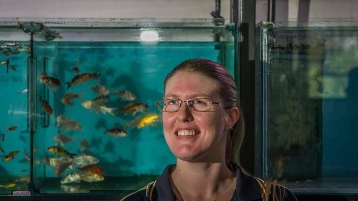 The department of primary industries has ruled out a vaccine for ornamental carp like these, so koi in backyard ponds could possibly be affected by the introduction of the herpesvirus. PIctured Melissa Gray, manager Jem Aquatics.  Photo: karleen minney