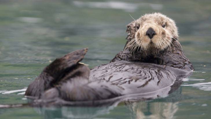A sea otter floats in Resurrection Bay near Seward, Alaska. Photo: 123rf.com