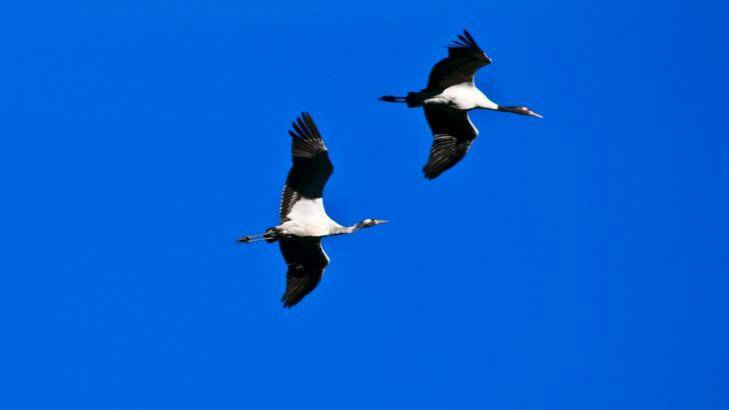 Each year the black-necked cranes fly over the Himalayas in Tibet, their summer breeding grounds, to winter in the milder Phobjikha Valley.  Photo: Jason Edwards