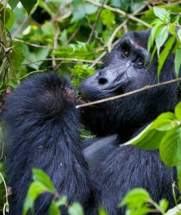 See gorillas in the wild on this 15-day Uganda tour.