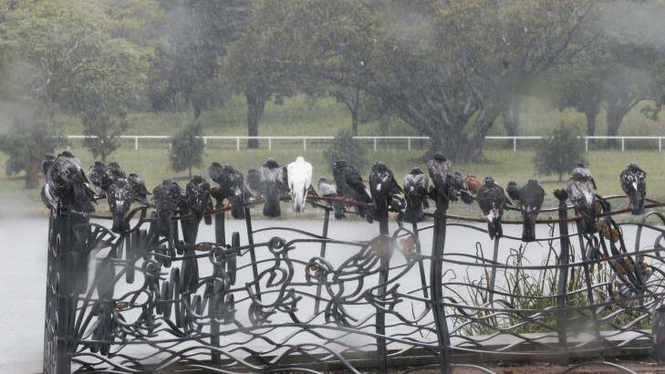 Pigeons sit out the wet weather at Centennial Park, Sydney. Photo: Peter Rae