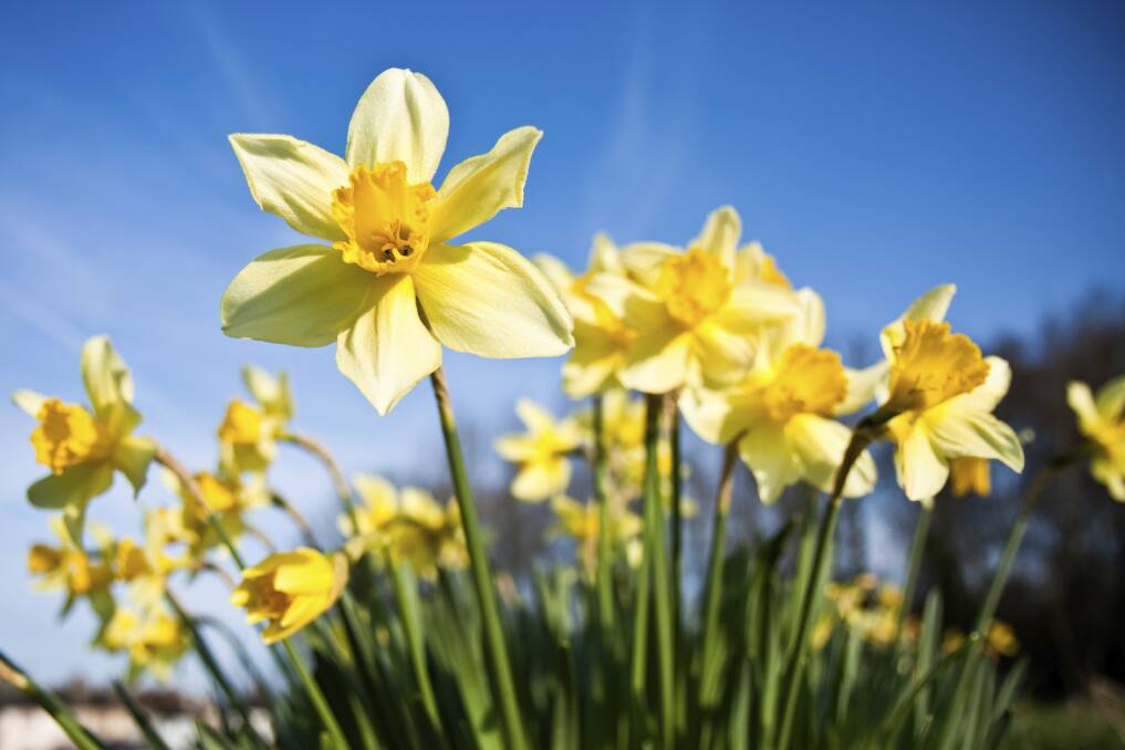 Illawarra residents can support Daffodil Day  to raise funds for the Cancer Council.