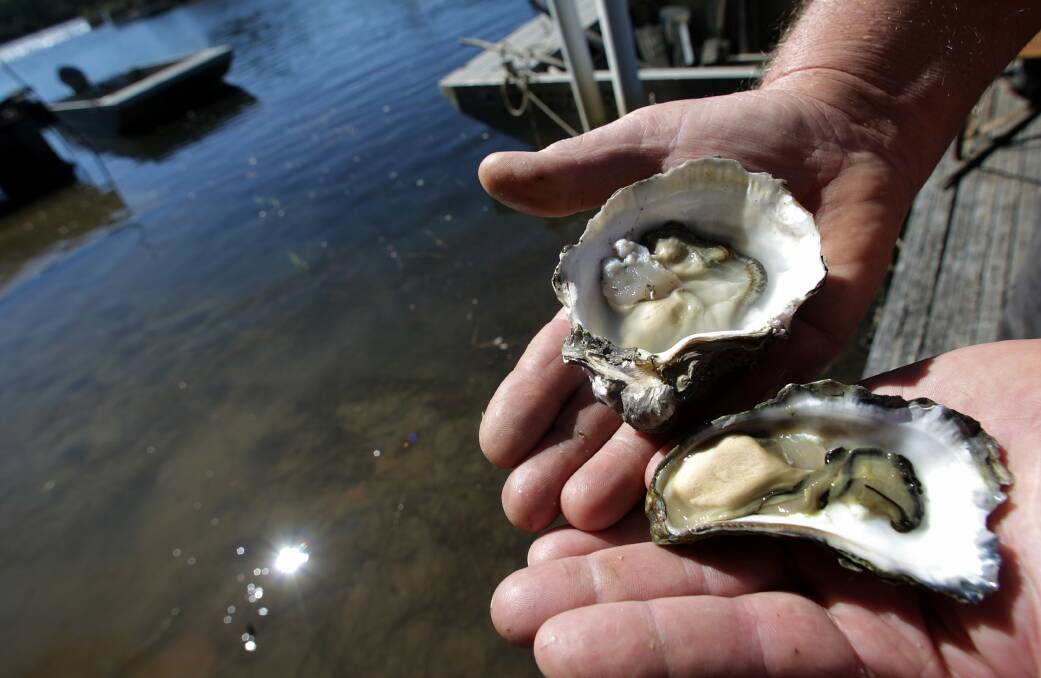 South Coast oysters plucked fresh from the clean river waters. Picture: ADAM McLEAN
