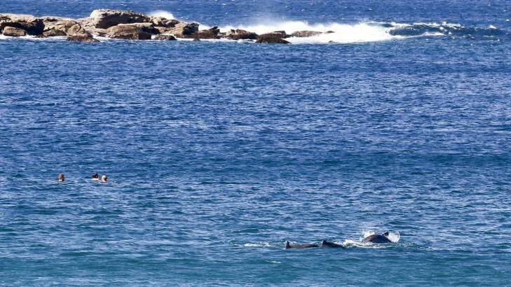 A pod of up to 50 dolphins seemed delighted to frolic with swimmers between the coast and Wedding Cake Island off Coogee Beach on Monday. Photo: Nick Andrews, smh.com.au reader