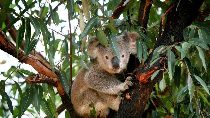 A fashion designer is trying to create a perfume that evokes the warm feelings she has for koalas.  Photo: Sylvia Liber
