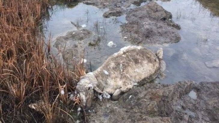 The RSPCA says an inspector found huge numbers of dead and rotting sheep in and out of the water along a creek. Photo: RSPCA