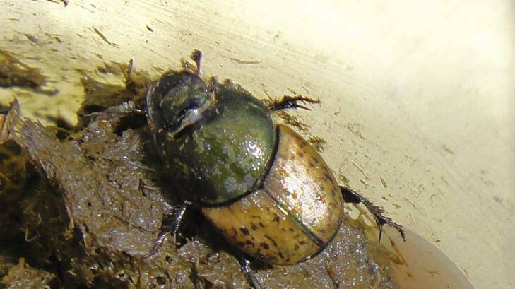 It's Ringo!: One of the dung beetles from the Black Mountain containment facility.  Photo: CSIRO
