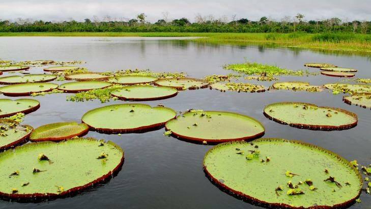 Giant waterlilies give an Alice in Wonderland vibe. Photo: Aqua Expeditions