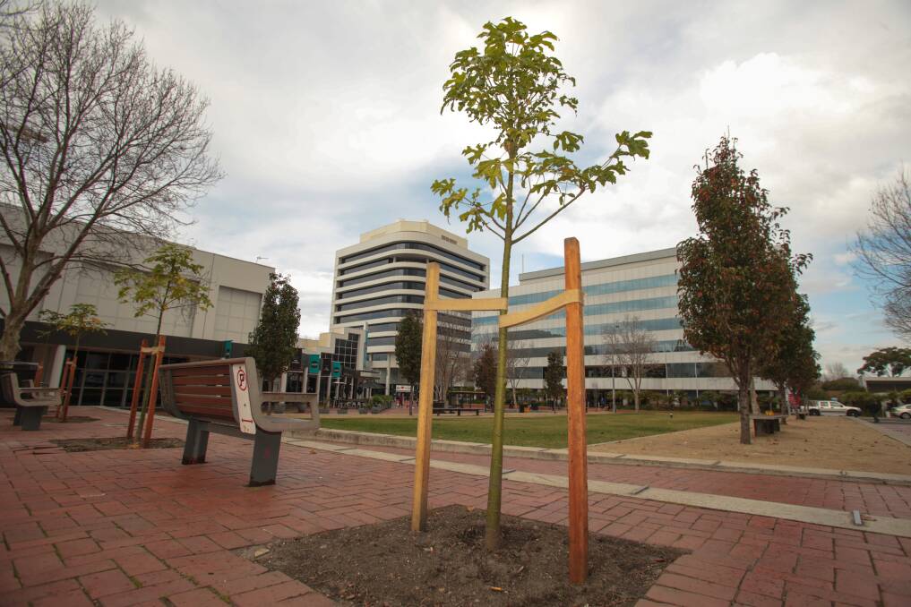 The Illawarra Flame trees which have been planted at the arts precinct in place of the Chinese Tallow trees. Picture: ADAM McLEAN