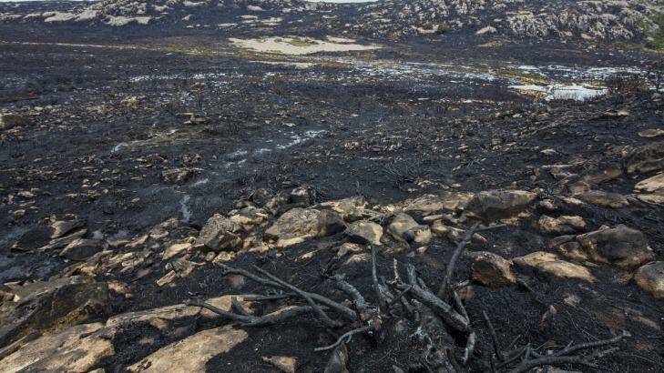 The aftermath of fire in the world heritage area on Tasmania's central plateau. Photo: Rob Blakers