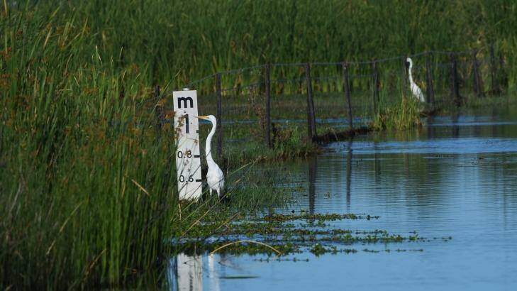 Birds in the Macquarie marshes. Photo: Nick Moir