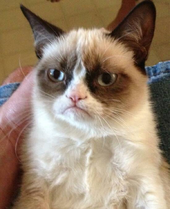 The reigning mogul of melancholy Grumpy Cat rose to fame in 2012.