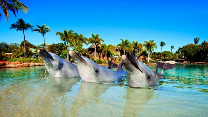 Sea World is home to approximately 30 dolphins. Photo: Supplied.