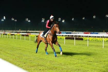 Ready for race day: Aerovelocity goes through track work at Kranji in Singapore. Photo:  Courtesy of Singapore Turf Club
