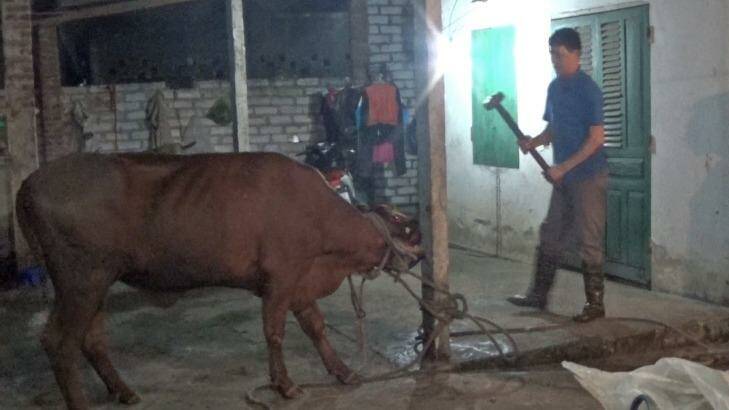 Animals Australia has included this photograph, taken inside a Vietnamese abattoir last month,  in its complaint to the Department of Agriculture.
 Photo: Supplied