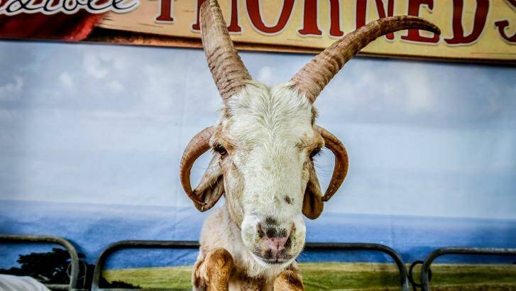 The African 4-Horned sheep on show at the Royal Sydney Easter Show. Photo: Brendan Esposito