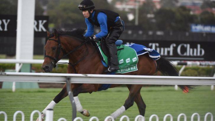 Star power: Japanese ace World Ace works at Canterbury racecourse on Tuesday. Photo: Nick Moir