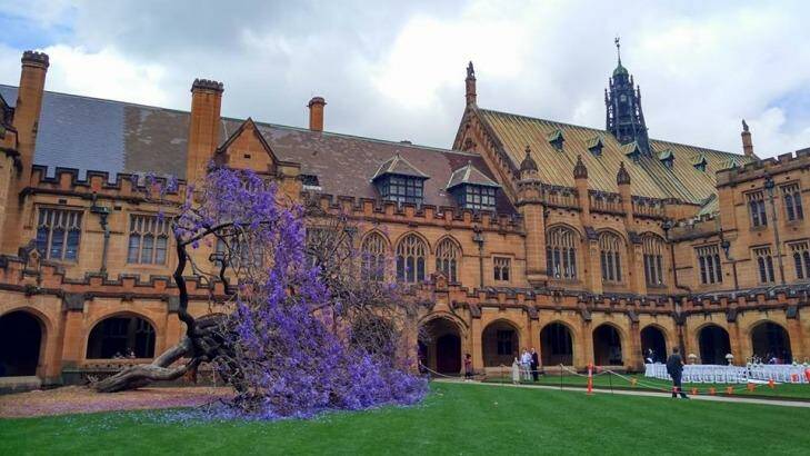 The fallen jacaranda tree at the University of Sydney.  Photo: Nicola Borton