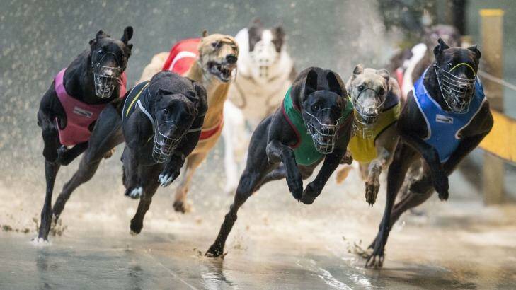 Former CEO of Greyhound Racing NSW Paul Newson says a significant portion of the industry still defend the practice of live baiting. Photo: Craig Golding