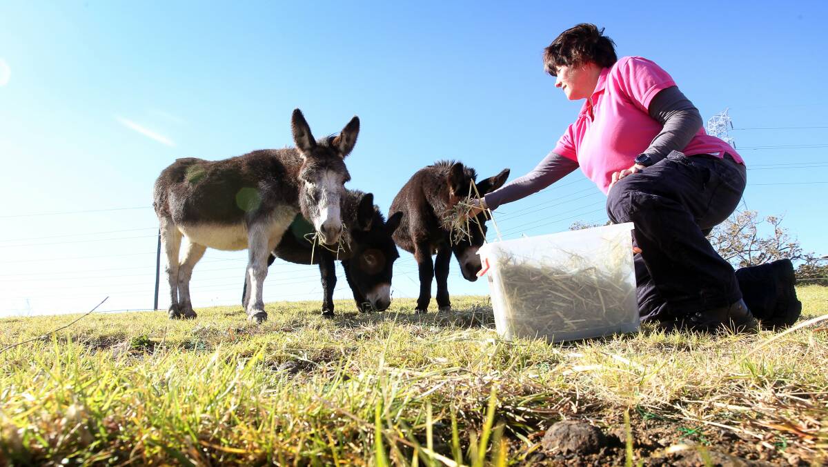 RSPCA animal attendant Jackie Bateman feeds donkeys Ghost, Shadow and Spirit. Picture: SYLVIA LIBER
