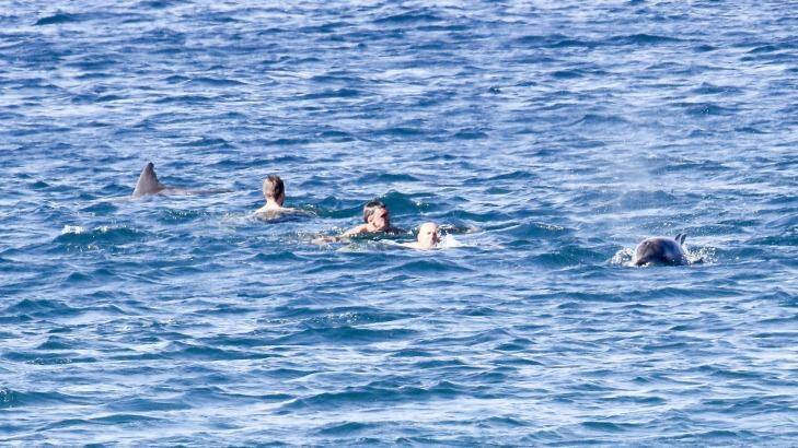 A pod of up to 50 dolphins seemed delighted to frolic with swimmers at Coogee Beach on Monday. Photo: Nick Andrews, smh.com.au reader