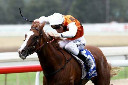 Emotional day: Peter Snowden would like nothing more than to win the Guy Walter Stakes with Mahara. Photo: Geoff Jones