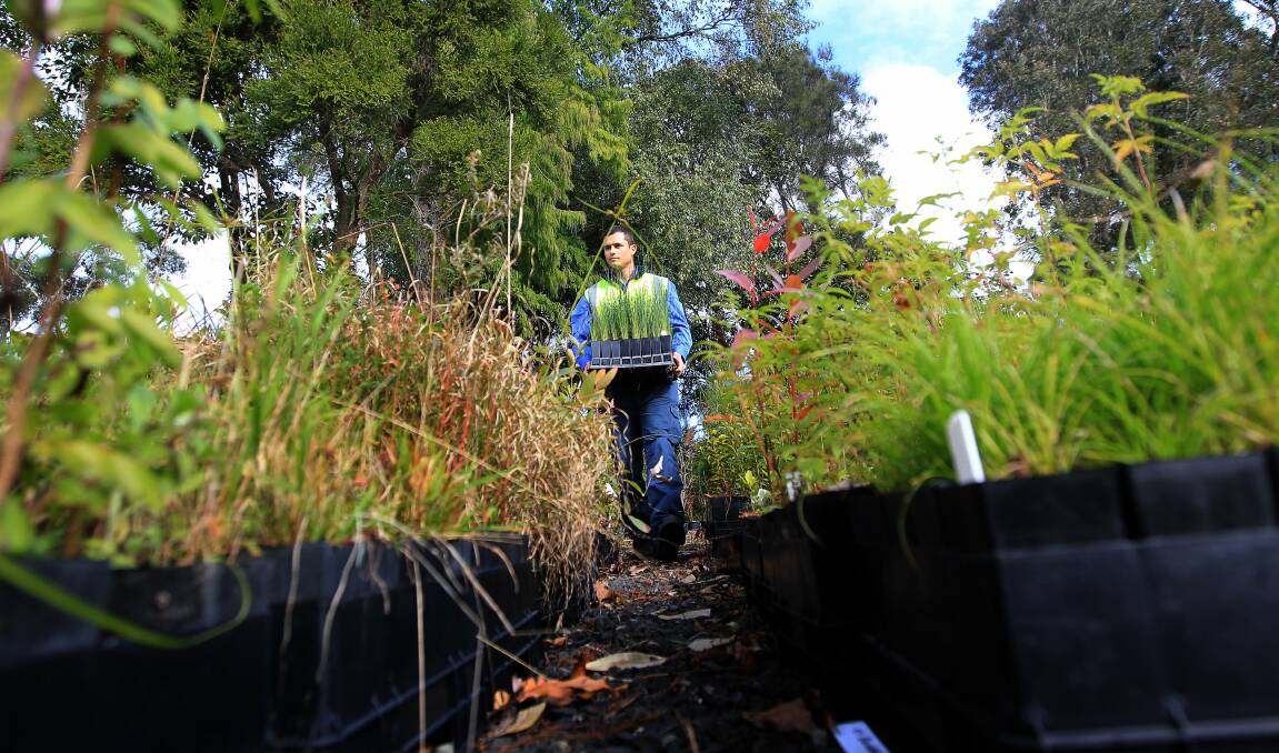 Small beginnings: Michael Glisic at the Shellharbour Council nursery where trees are cultivated for planting out on National Tree Day. Picture: SYLVIA LIBER