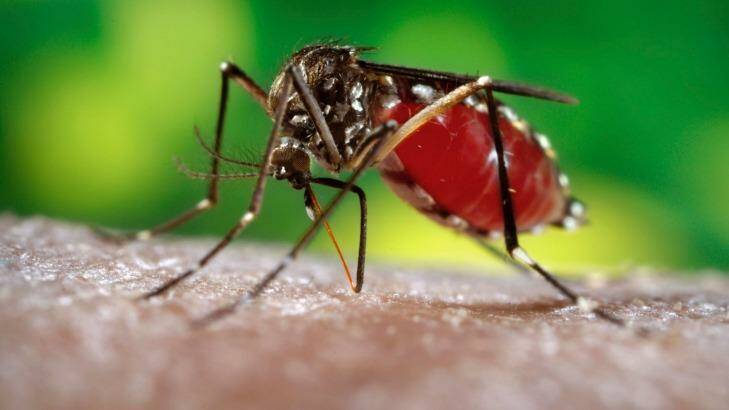 Increased risks: Mosquitoes are expected to bring tropical diseases south. Photo: Supplied