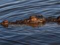 A four-metre crocodile was located in an area north of Cairns were a boy was killed (file pic). (Dean Lewins/AAP PHOTOS)
