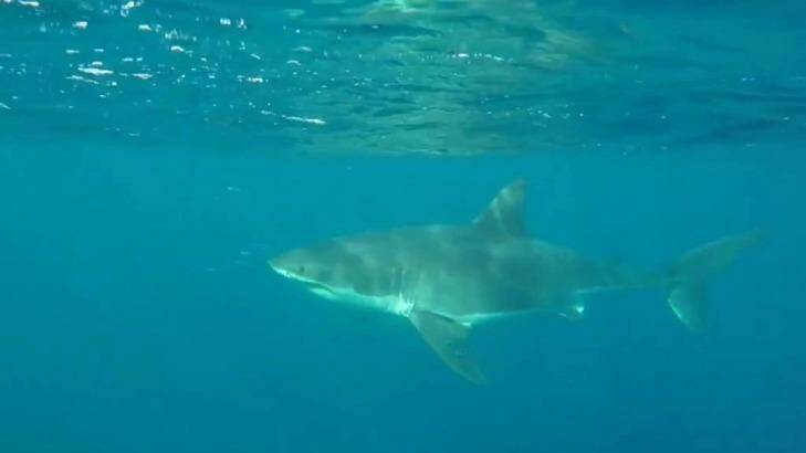 The shark off Sydney's northern beaches.  Photo: Screengrab from video